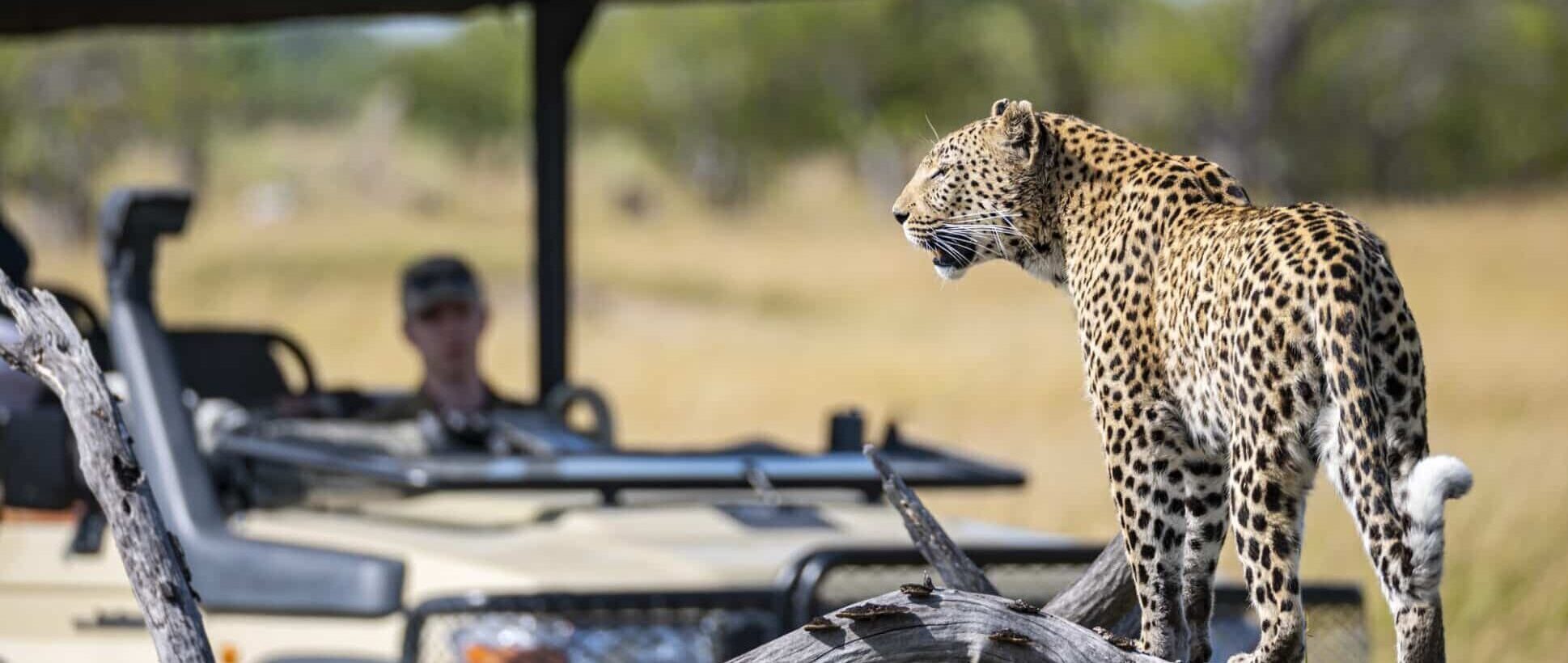Image of wildlife on a savanna